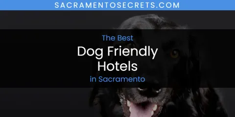 Sacramento's Best Dog Friendly Hotels