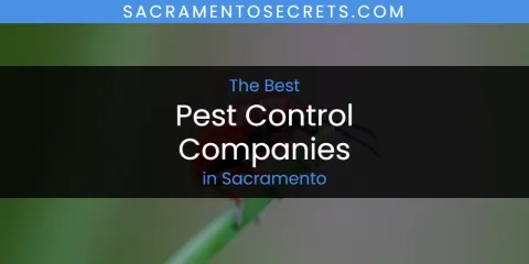 The Best Pest Control Companies in Sacramento