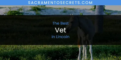 Best Vet in Lincoln: Our Expert Picks