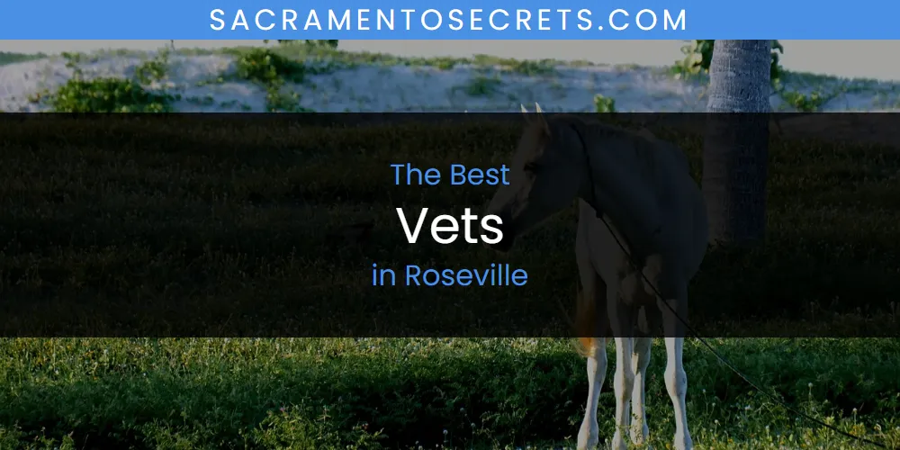 2026 Guide to Best Vets in Roseville