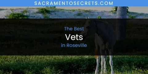 Guide to Best Vets in Roseville